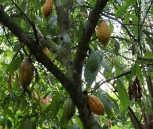 Chocolate manufacturers pitch in to fight Ebola 